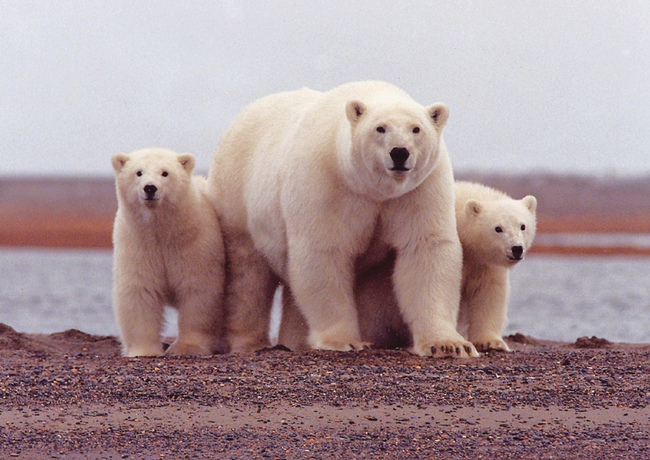 How Climate Change Is Impacting The Habitats Of Polar Bears